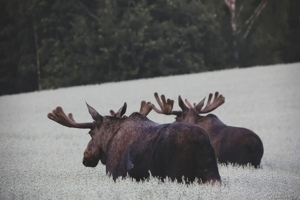 Two bull moose in an oat field
